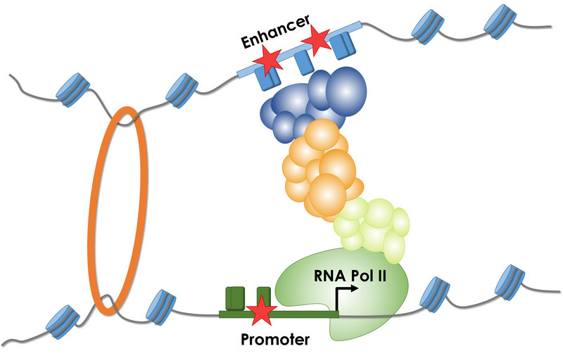 Regulatory sequences (promoters and enhancers) are involved in control of gene expression. Mutations (stars) increase or decrease the binding of different proteins (transcription factors) to DNA sequence, thereby changing the amount of RNA which can impact certain phenotypes.