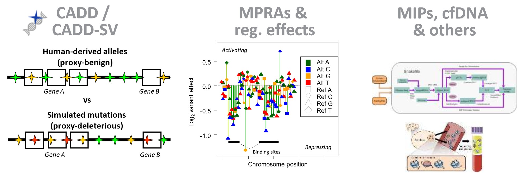 We focus on Genome-wide variant effects, functional read-outs of reg. effects and support diagnostic essays